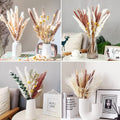 Pampas Grass, Small Reed, Rabbit Tail Grass, Dust Whisk, Small Pampas Grass